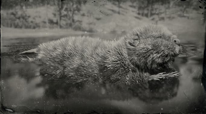 Image en noir et blanc d'un castor dans l'eau