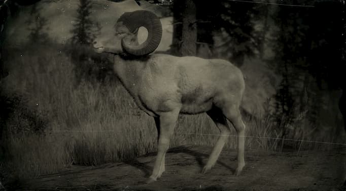 Image en noir et blanc d'un gros bélier en corne.