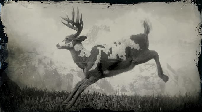 Image en noir et blanc d'un buck piebald sautant.