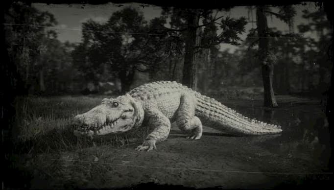 Image en noir et blanc d'un alligator blanc