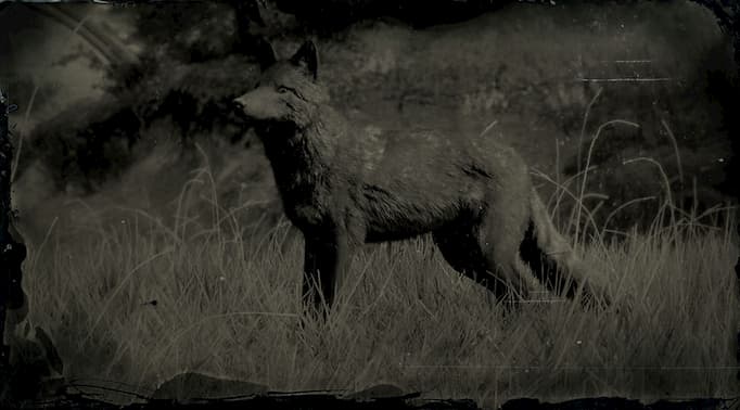 Image en noir et blanc d'un coyote foncé.