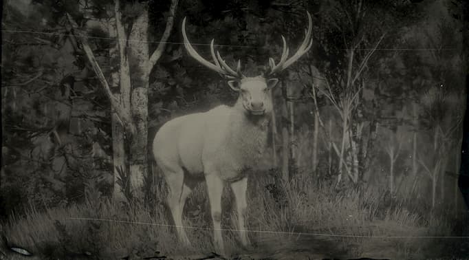 Image en noir et blanc d'un wapiti blanc.