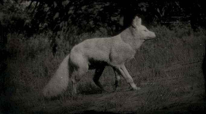 Image en noir et blanc d'un renard blanc sur une pente.