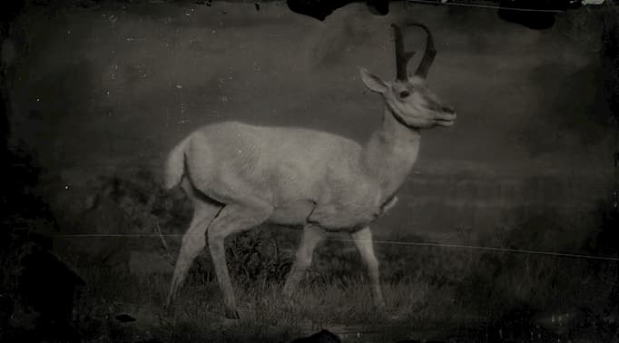 Image en noir et blanc d'un mâle pronghorn blanc.