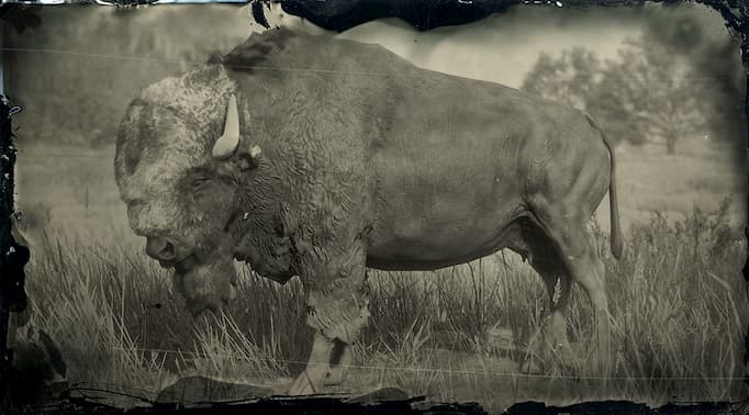 Image en noir et blanc d'un bison noir 