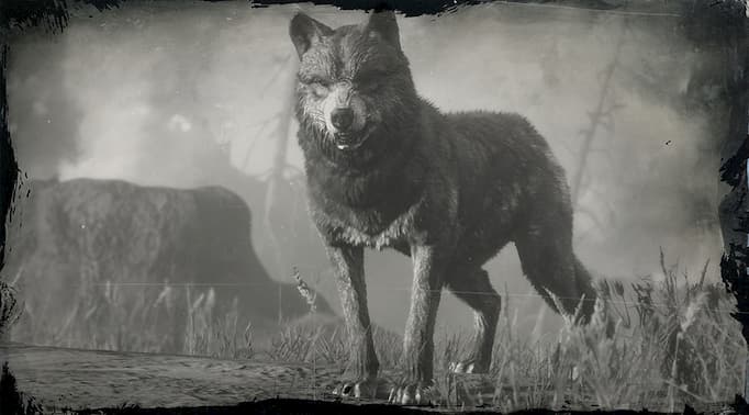 Image en noir et blanc d'un loup 