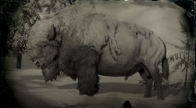 Image en noir et blanc d'un taureau de bison blanc